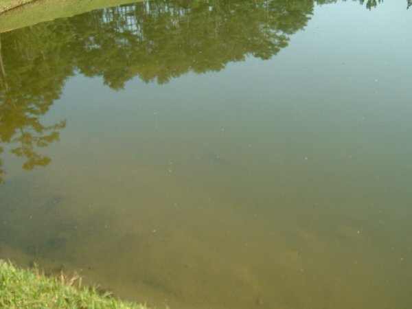 バクチャー散布前の池